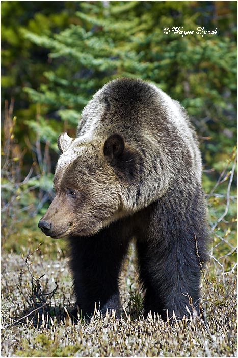 Mountain Grizzly  Bear 120B by Dr. Wayne Lynch &copy;